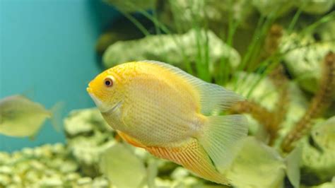 serum fish|Severum Cichlid Care Guide & Species Profile .
